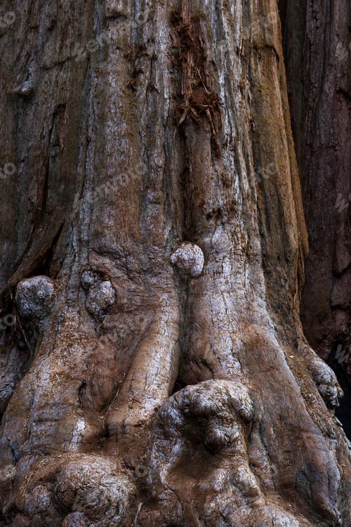 Preview: Close Up Of The Bark Of A Single Sequoia Tree With An Almost Orange Brown Color As A Texture