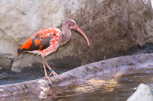 Preview: Scarlet Ibis Captive In A Zoo Walking On A Log Next To A Pond