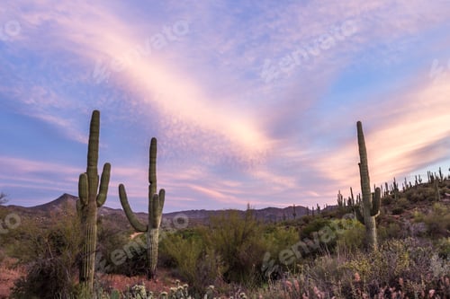 Preview: Sunset In The Desert, Landscape In Arizona With The Beautiful Saguaro Cactus In Springtime