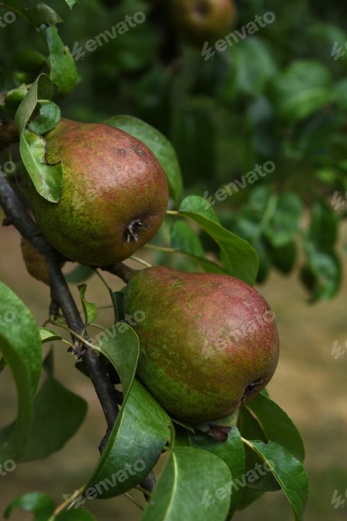 Preview: Two Pears Hanging From A Low Branch On A Pear Tree.