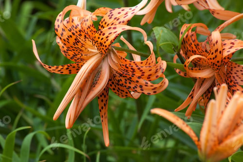 Preview: Orange Spotted Day Lily In A Garden