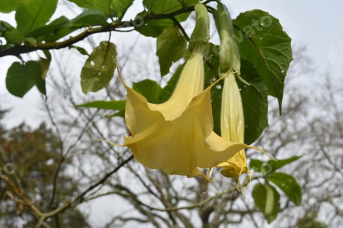 Preview: Vine With A Gorgeous Yellow Trumpet Flower Blossom Blooming.