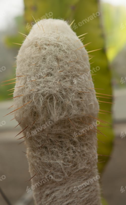 Preview: Cactus With Thorns