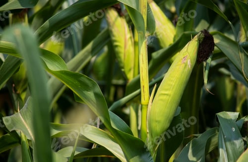 Preview: Closeup Of Corn In A Field Ready To Be Harvested