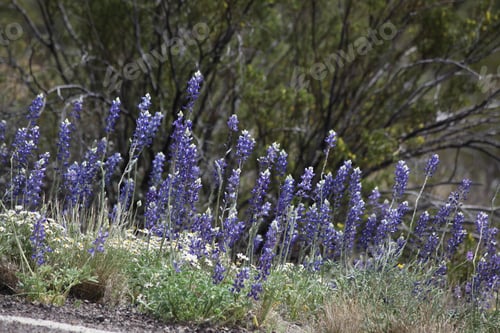 Preview: Blue Bonnets Growing The Desert
