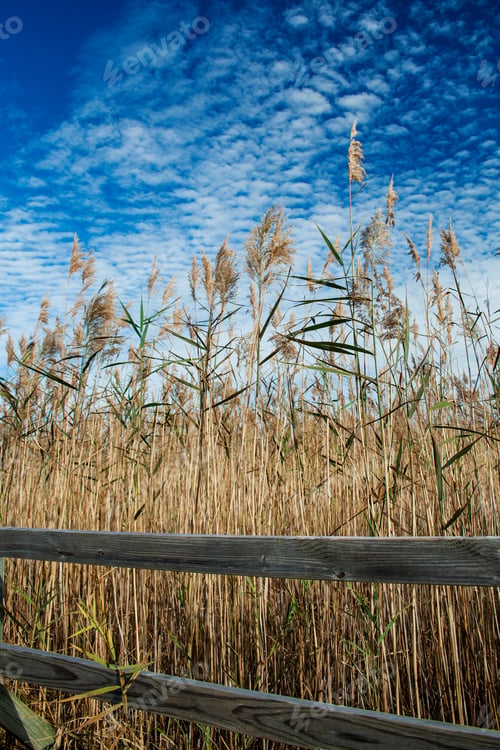 Preview: Back Bay National Wildlife Refuge, Virginia Beach, Virginia, Usa