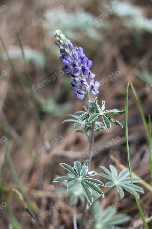 Preview: A Lupinus Sparsiflorus Plant With Flowers 8823