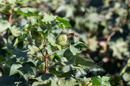 Preview: Immature Green Cotton Boll Plant