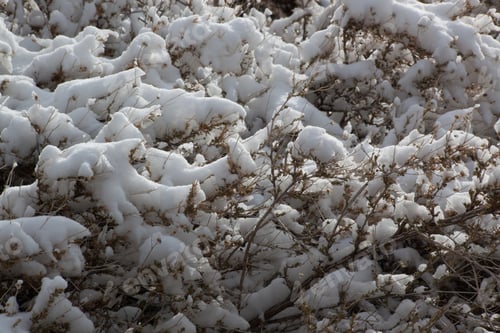 Preview: Snow Covered Bushes In The Sunshine