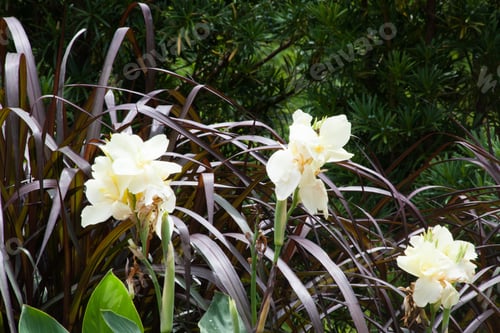 Preview: Yellow And White Canna Lily In A Garden