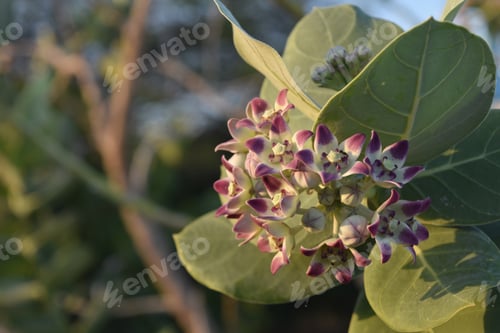 Preview: Giant Milkweed Flowering And Budding In Aruba.