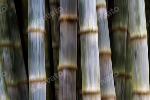 Preview: Concept Of How Fast Bamboo Grows With Implied Motion