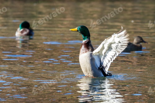 Preview: Colorful Mallard Duck Flapping His Wings In A Pond Late October With Golden Autumn Colors