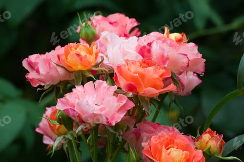 Preview: Beautiful Red Roses In The Sunshine