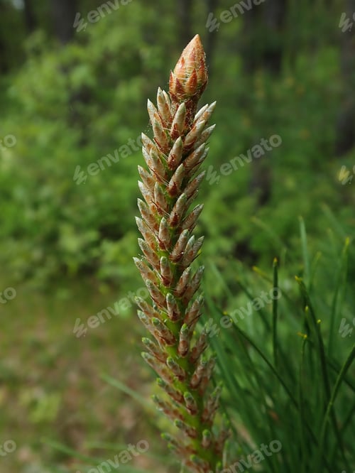 Preview: Pine Trees Terminal Bud, Outdoors