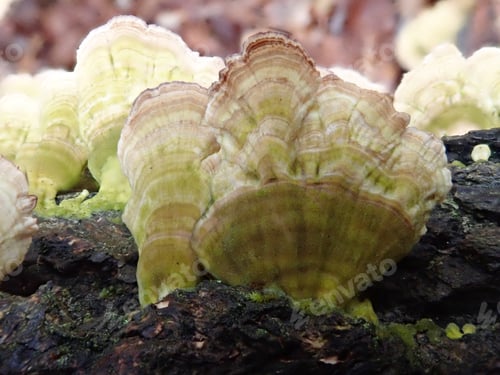 Preview: Tree Fungus Close Up