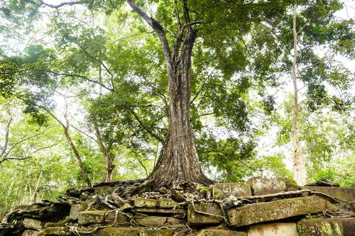 Preview: Image Of Sprung Tree Over Ruins Stone In Khmer Temple In Ta Prohm Ruins.