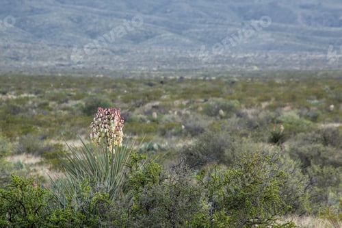 Preview: Yucca Cactus Blooming Outdoors In The Desert