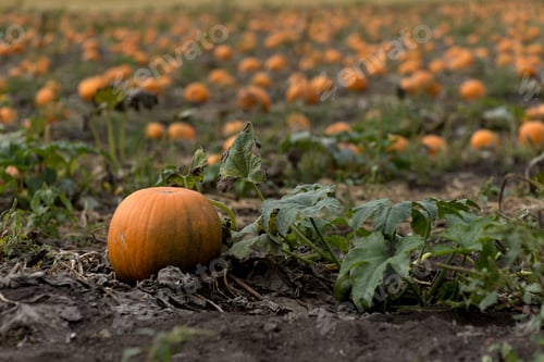 Preview: Fresh And Colorful Lot Of Pumpkin In Field, Saanich Peninsula, Vancouver Island, Bc,Canada