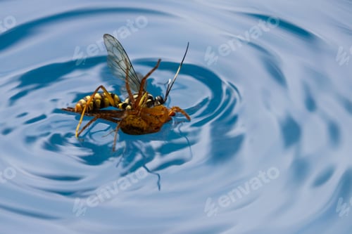Preview: Action Shots Of A Spider Wasp Killing A Spider By Drowning It In A Swimming Pool In Costa Rica