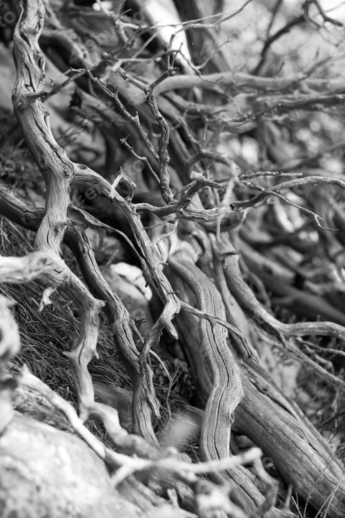 Preview: A Pile Of Tangled Branches 8025 Copy