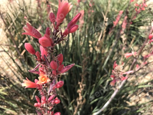 Preview: A Red Yucca Plant With Small Flowers 4577