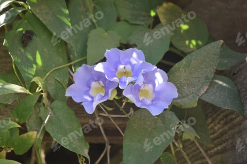 Preview: Full Bloomed Blue Morning Glory Flowers In A Group Of Three