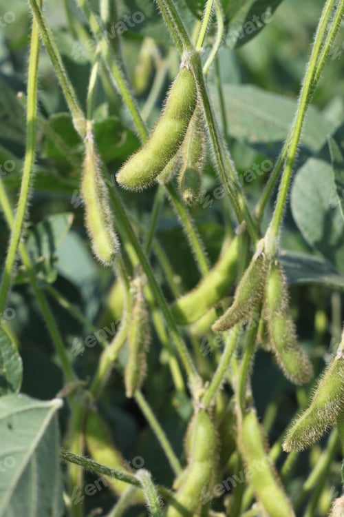 Preview: Short Soybean Plants Growing In An Agricultural Field Under A Clear Blue Sky. 3467