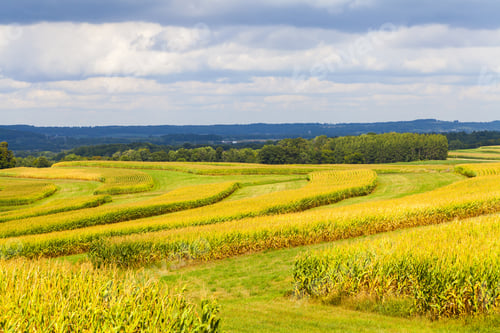 Preview: American Countryside Corn Field With Stormy Sky