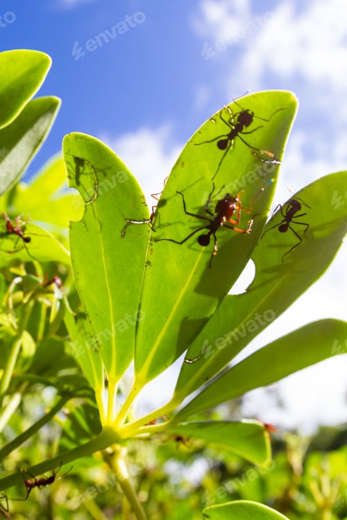 Preview: Leaf Cutter Ants Stripping Down A Decorative Plant In The Costa Rican Rainforest