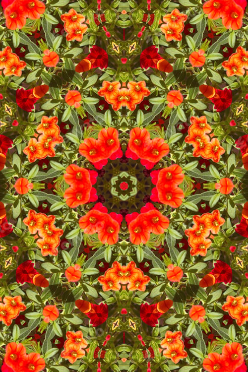 Preview: Abstract Of A Calibrachoa Plant With Bright Multicolor Flowers 1849