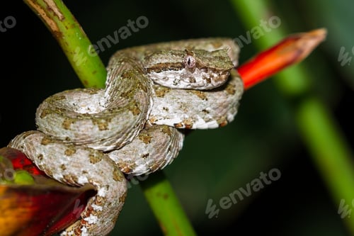 Preview: Close Up Of A Eyelash Viper Wrapped Around A Tropical Flower In Costa Rica