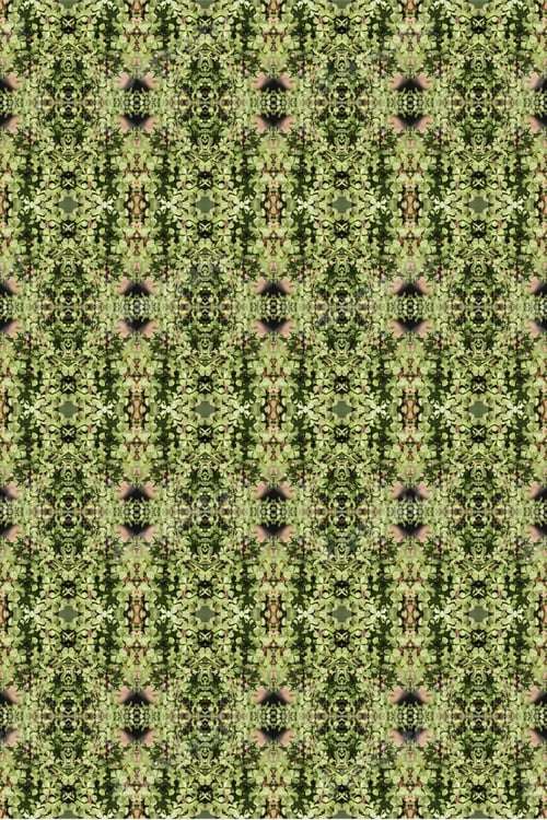 Preview: Leaves And Lobes On An Elephant Foot Succulent Plant Abstract 0447