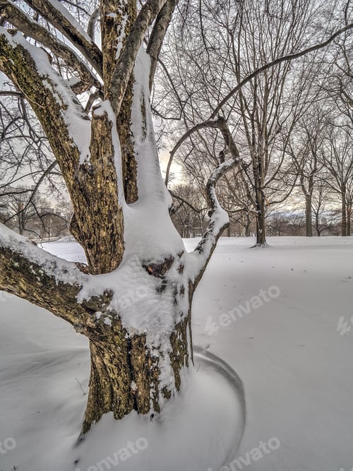 Preview: Central Park, New York City In Winter After Snow Storm
