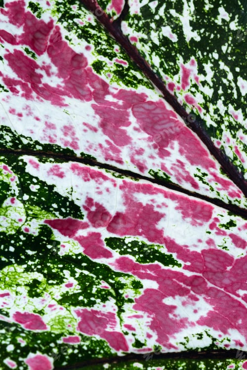 Preview: Close Up Of A Colorful Leaf With Reds, Greens, And White Found On A Plant In Costa Rica