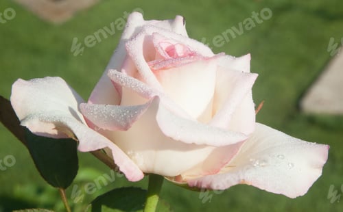 Preview: Pink Rose Outdoors