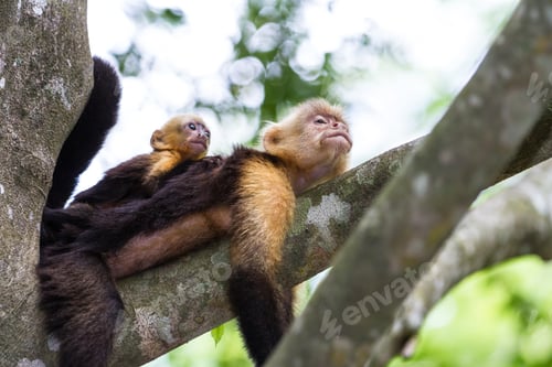 Preview: Mom And Baby White Faced Moneys Relaxing In A Large Tree In The Costa Rican Rainforest