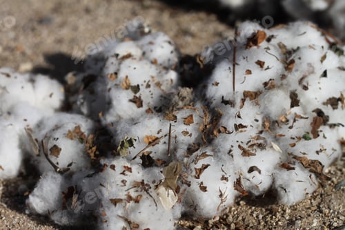 Preview: A Closeup Of A Boll Of Cotton Fresh From The Field 4683