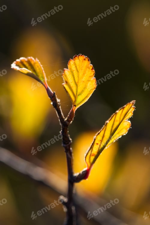Preview: Close Up Of A Leaf In Autumn Changing Into Different Shades Of Yellow