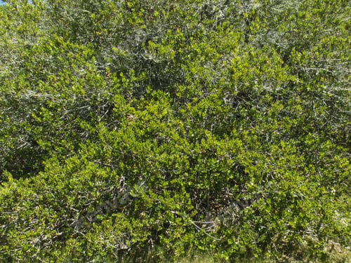 Preview: Texture Of The Leaves Of Myceugenia Exsucca. Tree That Leaves On The Coast Of The Lakes Of