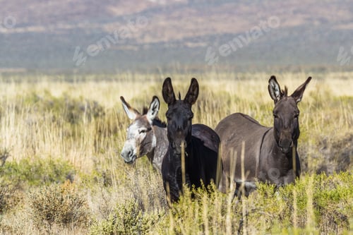 Preview: Wild Burros Just North Of The Sheldon National Wildlife Refuge, In North Western Nevada Alongside