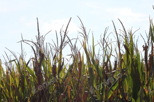 Preview: Tall Corn Plants Growing In An Agricultural Field Under A Clear Blue Sky. 3401