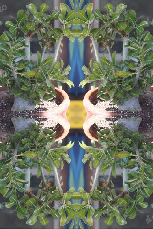 Preview: A Small Adenium Plant Abstract 0470