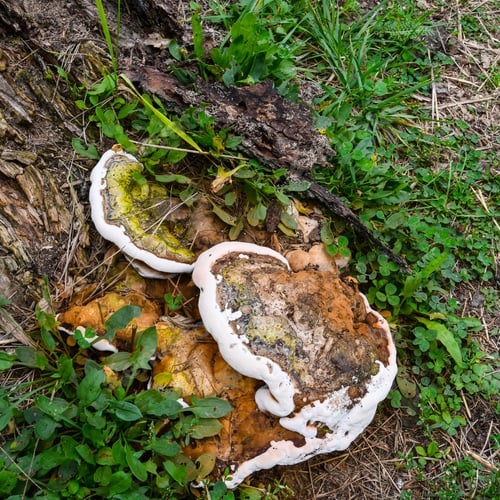Preview: Fungi Growing On A Dead Tree In The Woods