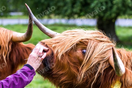 Preview: Young Highland Bull In Fresh Green Grass In The Scottish Highlands