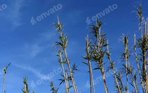 Preview: Stunning Blades Of Grass On Tall Stalks Against The Blue Sky.