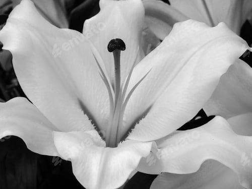Preview: Lily Flower Open In Black And White