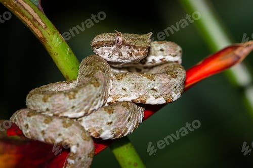 Preview: Close Up Of A Eyelash Viper Wrapped Around A Tropical Flower In Costa Rica