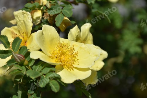 Preview: Blooming Yellow Rose Bush Flowering In A Garden.