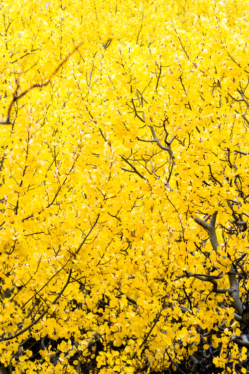 Preview: Beautiful Golden Leaves On A Group Of Birch Trees In Western Montana